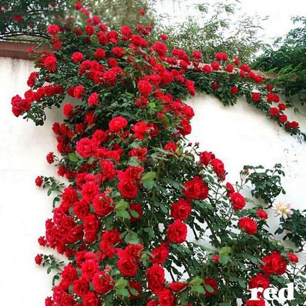 Semillas De Rosas Rojas De Enredadera