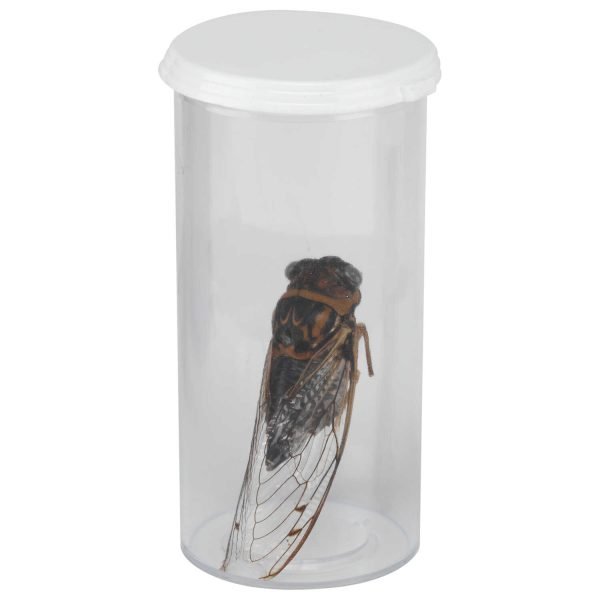 Tubos Plasticos Para Insectos - Imagen 3