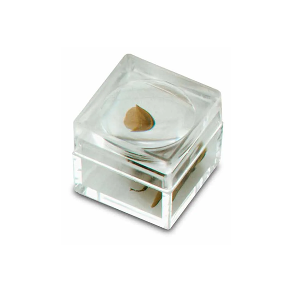 CAJA PARA BICHOS