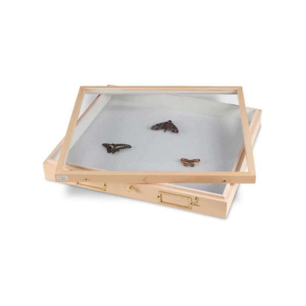 Gaveta Para Insectos Gabinete Universidad De Cornell