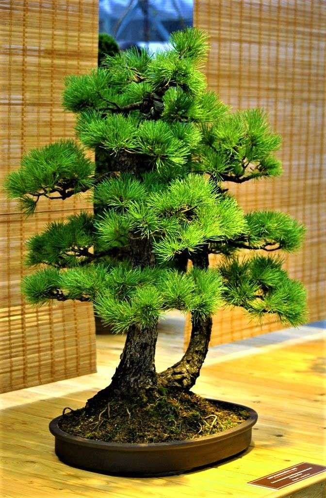 Semillas de Pino Negro Japons Bonsi - GreenForest Tienda Forestal
