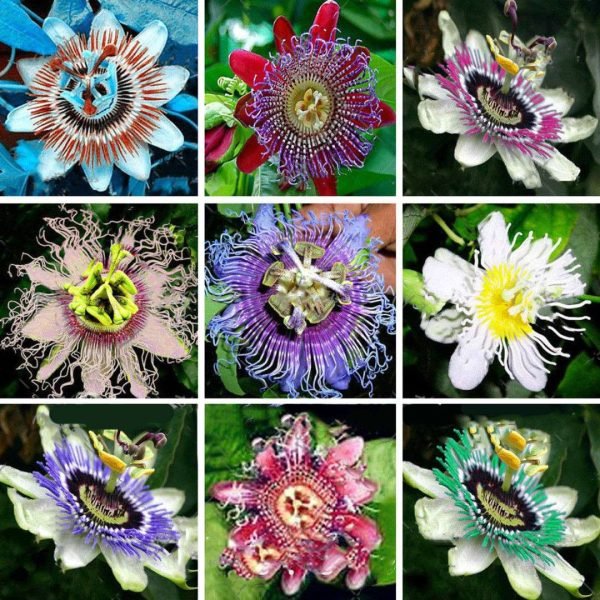 Semilla De Passiflora Incarnata Mezcla De Colores