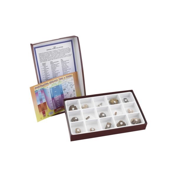 Kit De Colección De Fósiles