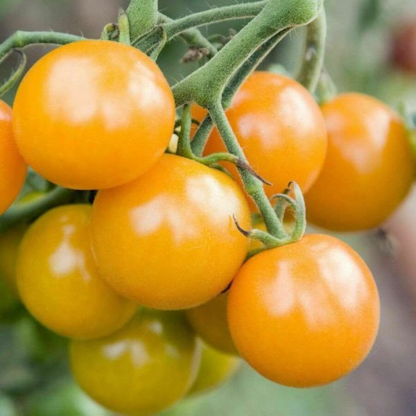 100 semillas de tomate cherry naranja - Imagen 2