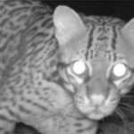 Lee más sobre el artículo EL FOTOTRAMPEO COMO HERRAMIENTA DE CAMPO PARA ESTUDIOS DE BIODIVERSIDAD