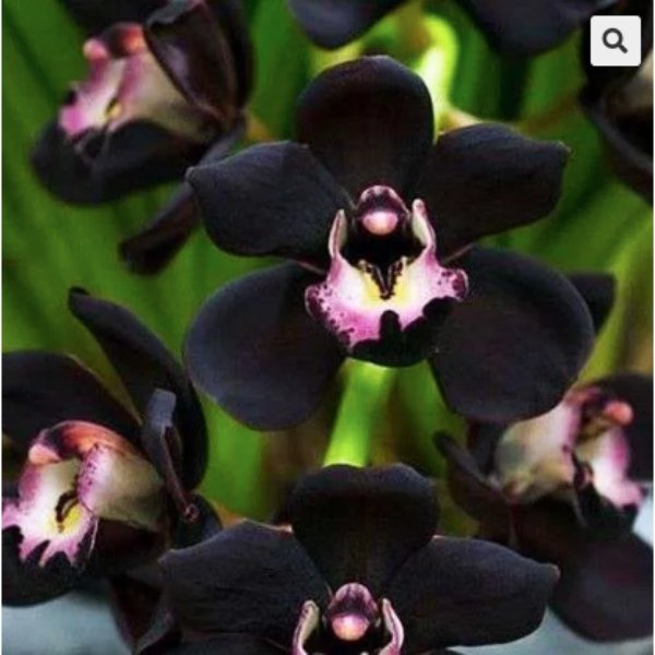 Semillas Exóticas de Orquídeas Negras X100 semillas - Imagen 3