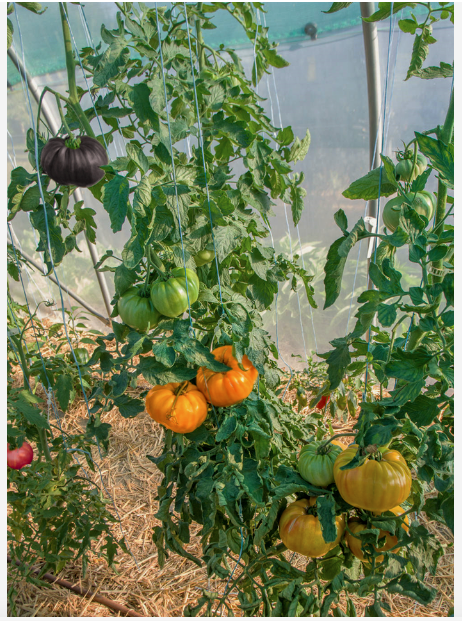 Semillas Exóticas De Tomates De Colores - Imagen 2