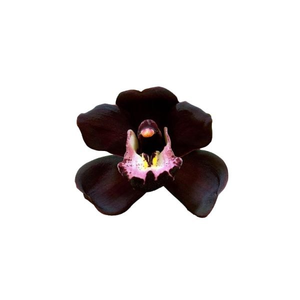Semillas Exóticas de Orquídeas Negras X100 semillas - Imagen 2