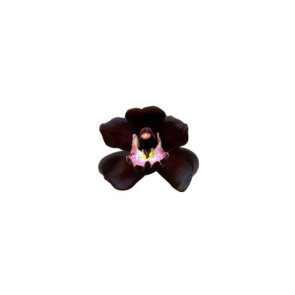 Semillas Exóticas de Orquídeas Negras X100 semillas