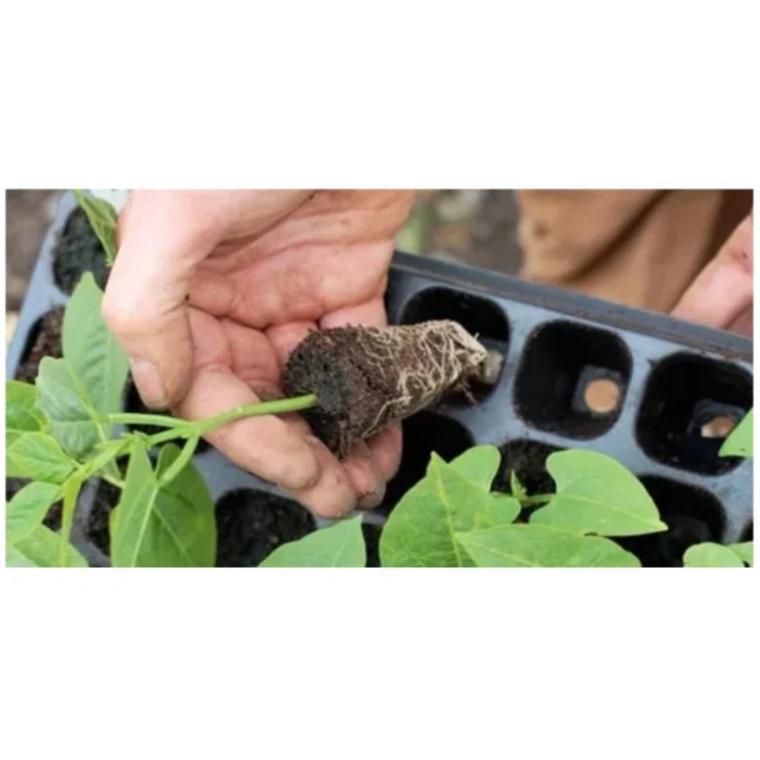 Bandeja de germinación con 288 cavidades para producción de plántulas y semilleros. Facilita la propagación y manejo individual de plantas.