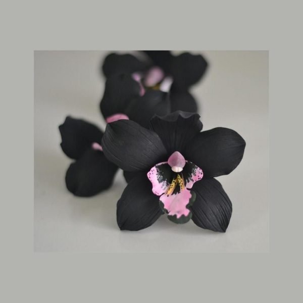 Semillas Exóticas de Orquídeas Negras X100 semillas - Imagen 4