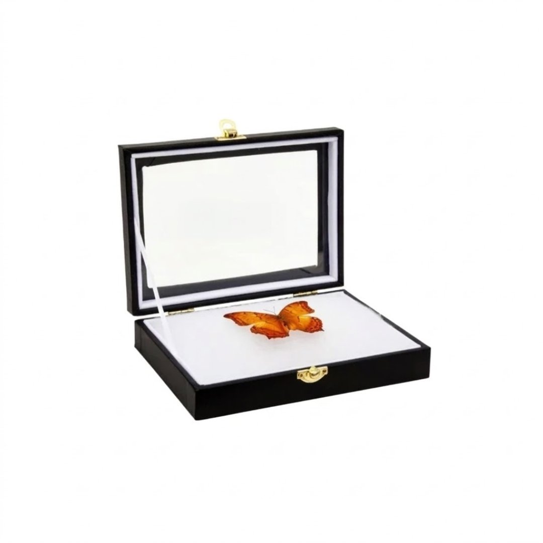 Caja para Visualización de Insectos Vidrio