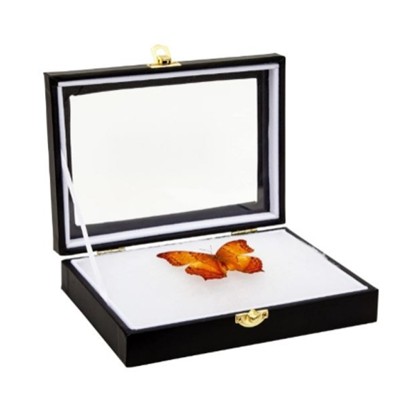 Caja Para Visualización De Insectos Vidrio - Imagen 2
