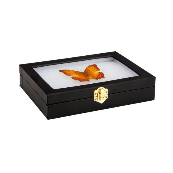 Caja Para Visualización De Insectos Vidrio - Imagen 4