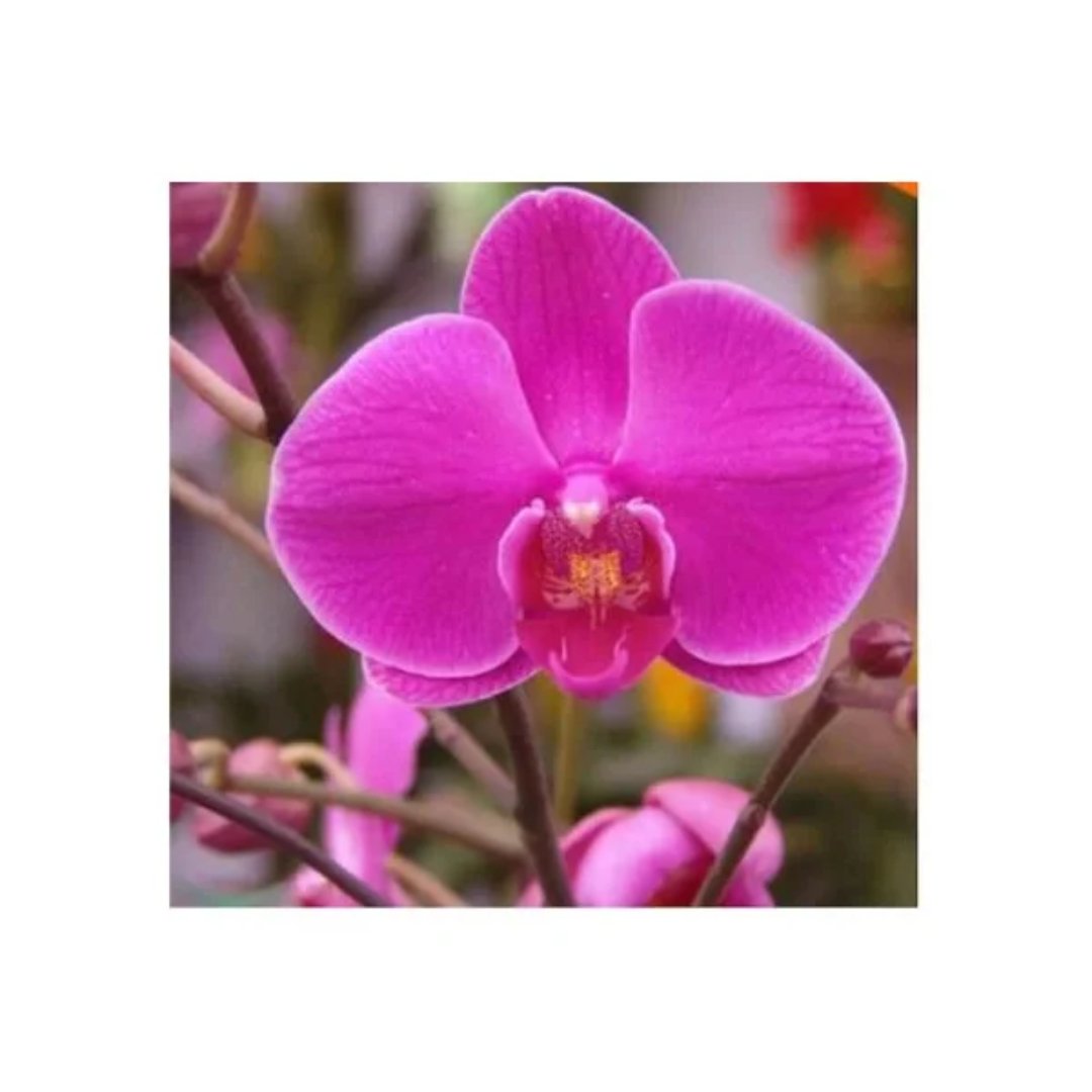 Semillas de Orquídeas Raras Exóticas Rosadas Fucsia
