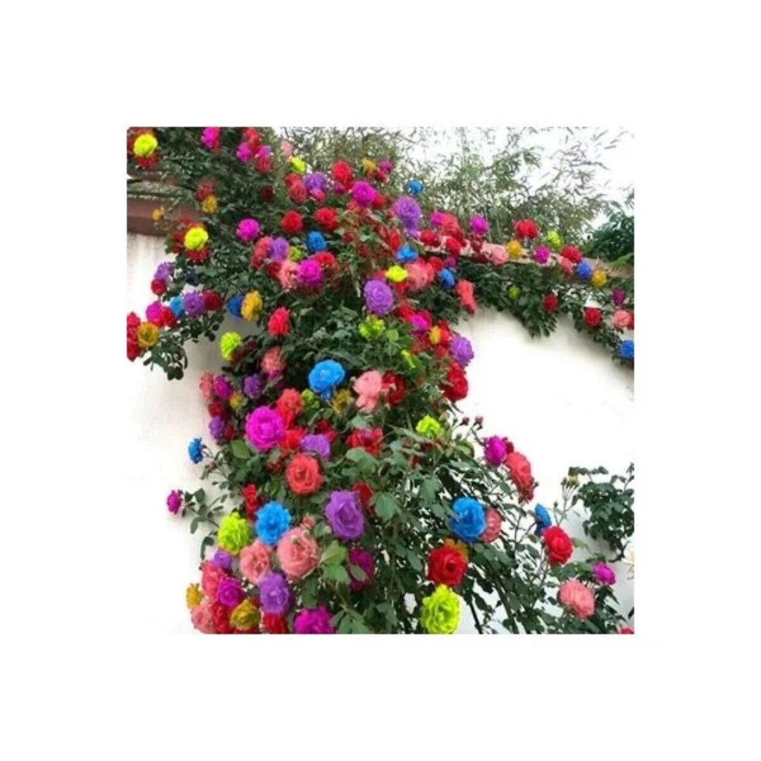 Semillas de rosas enredaderas exóticas de color mixto para cultivo ornamental. Una presentación orientada a la propagación y producción de plantas de rosa.