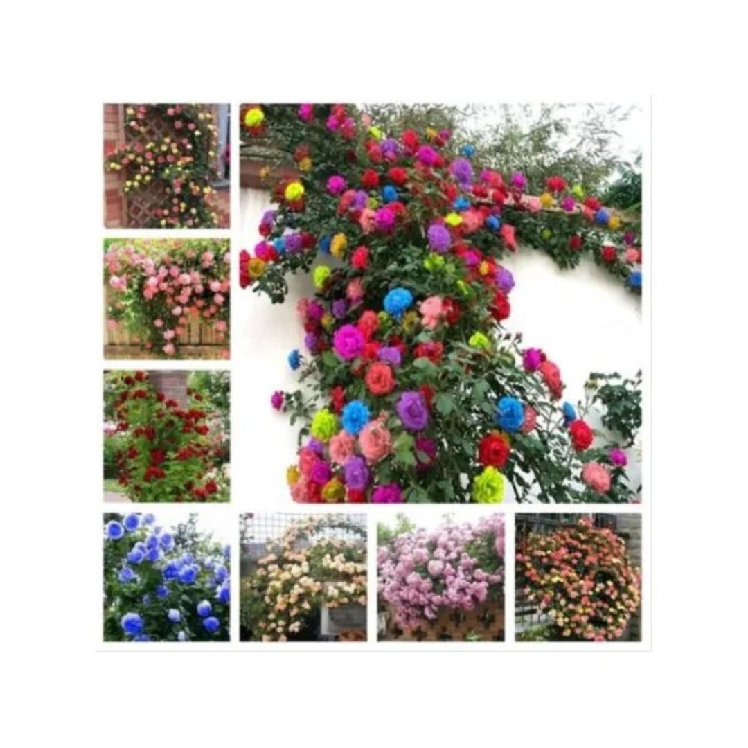 Semillas de rosas enredaderas exóticas de color mixto para cultivo ornamental. Una presentación orientada a la propagación y producción de plantas de rosa.