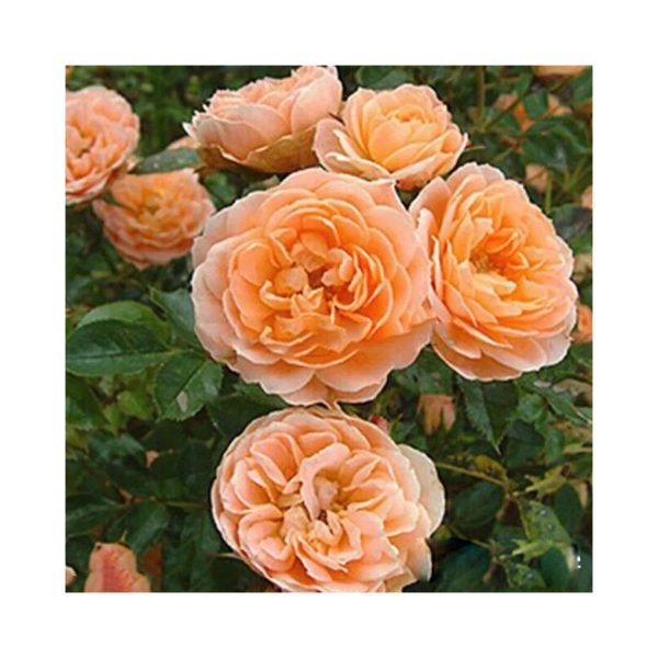 Semillas De Rosa Naranja Enredadera
