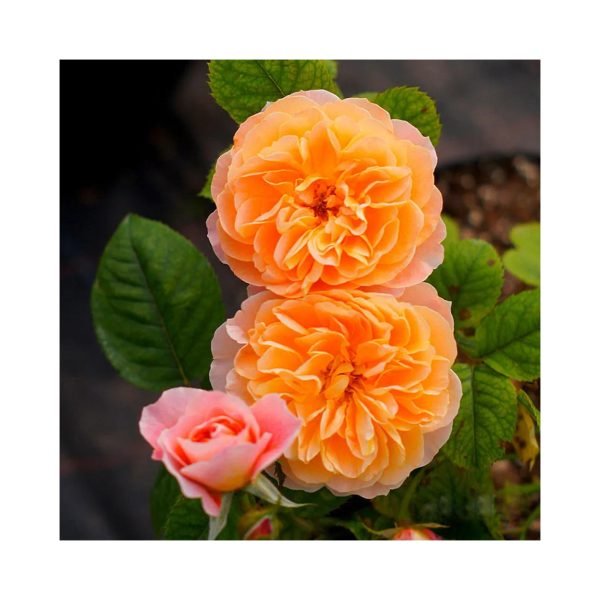 Semillas De Rosa Naranja Enredadera - Imagen 2
