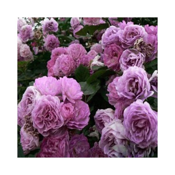 Semillas De Rosa Enredadera Purpura