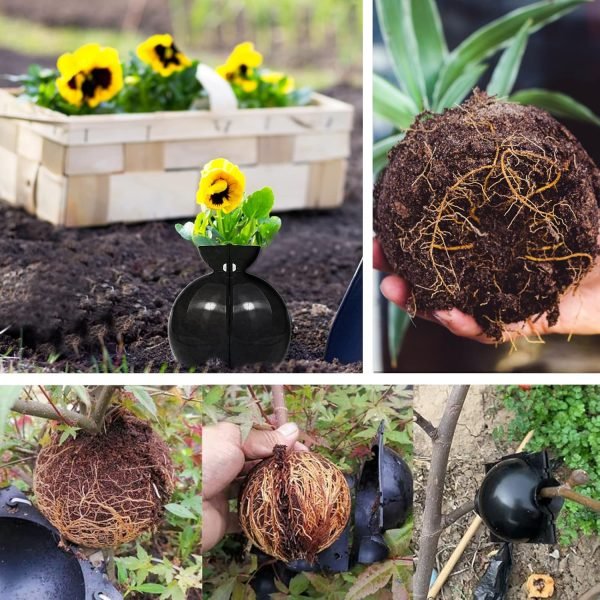 Kit de Cajas de Cultivo de Raíces de Plantas x 12 und - Imagen 5