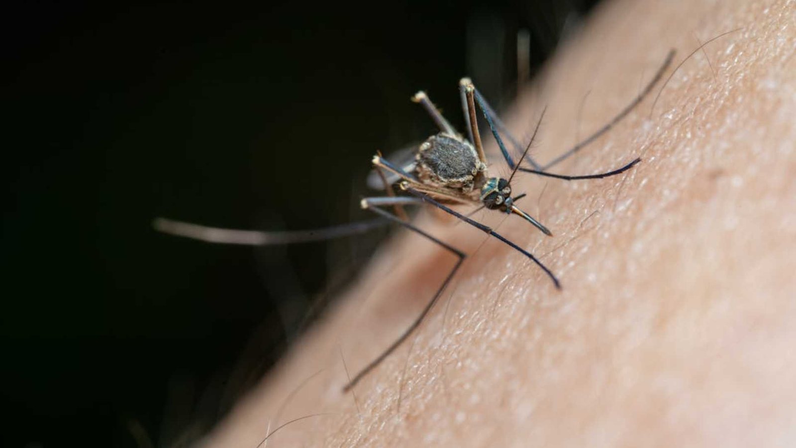¿Por qué te pican tanto los mosquitos? La ciencia detrás del ataque y cómo protegerte en campo