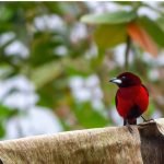 Lee más sobre el artículo Avistamiento de aves en Colombia: guía completa 2026