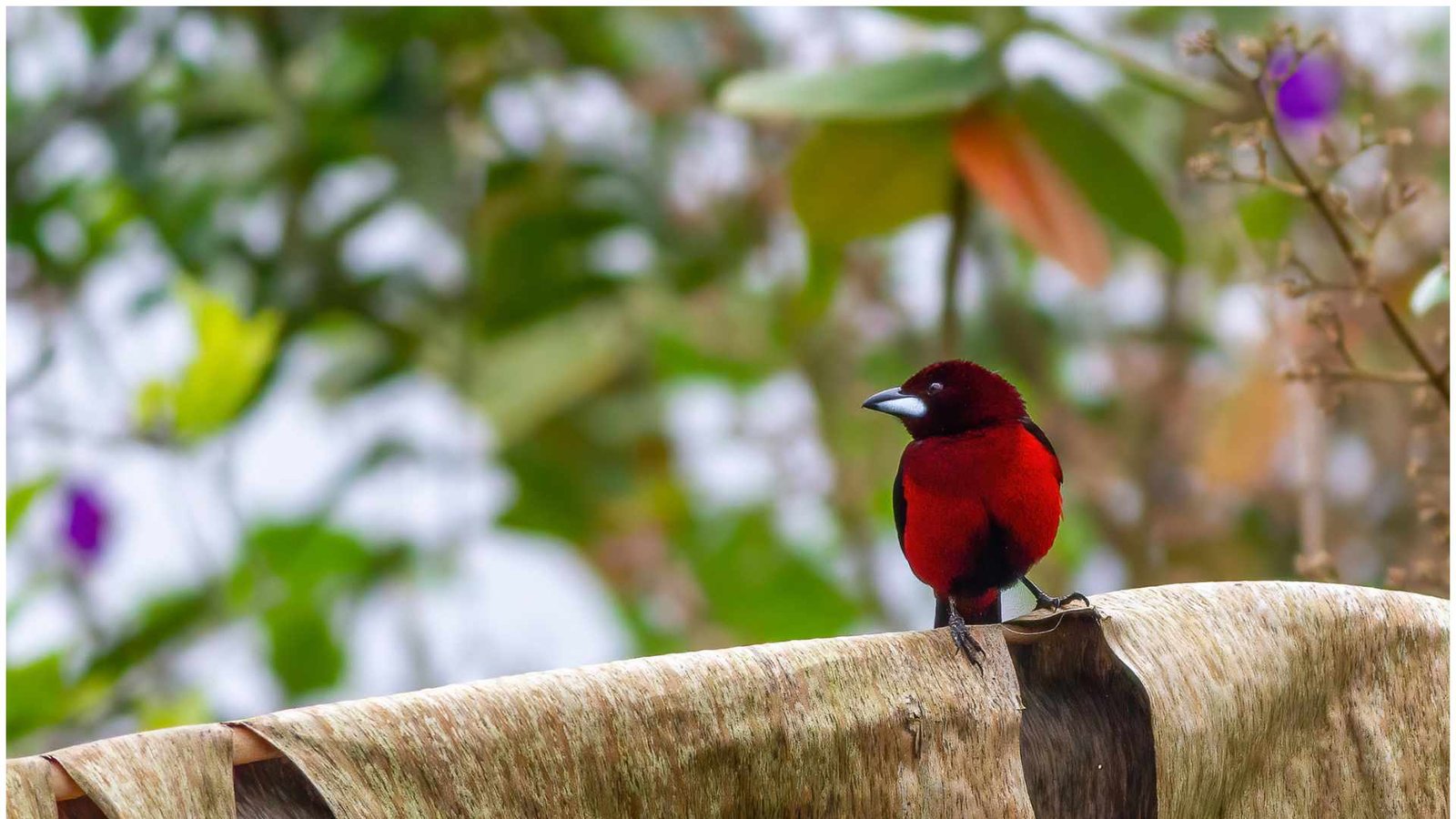 Avistamiento de aves en Colombia con binoculares en los Andes