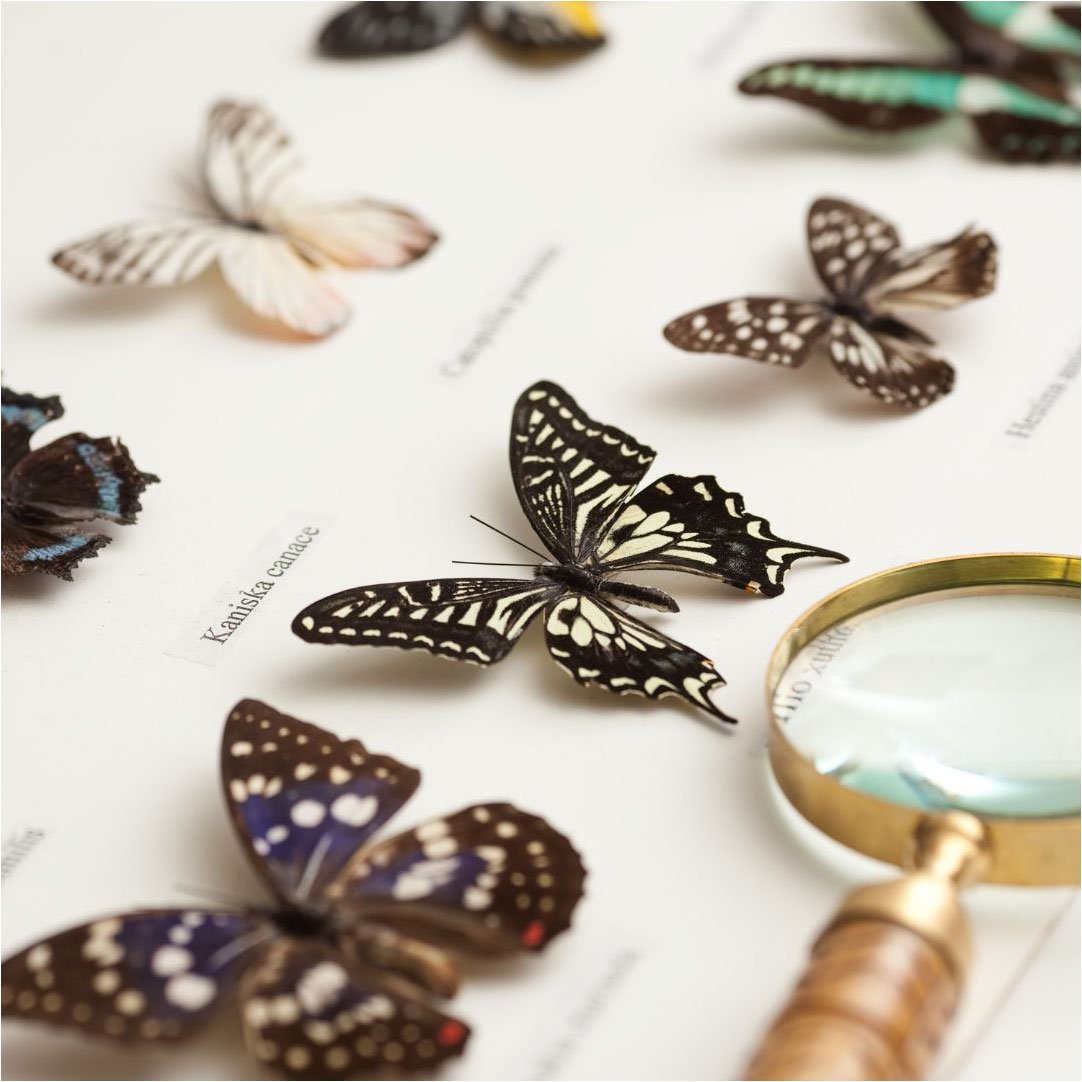 Entomología
