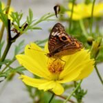Lee más sobre el artículo Colombia y las mariposas: cómo participar en la Semana Global antes del 7 de junio