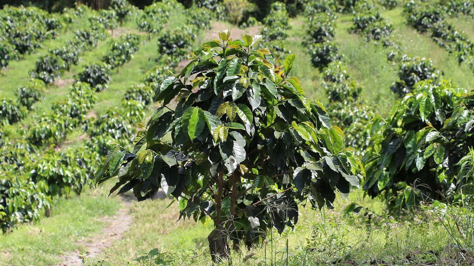 Cafeto con hojas verdes sanas en una plantación de café en Colombia