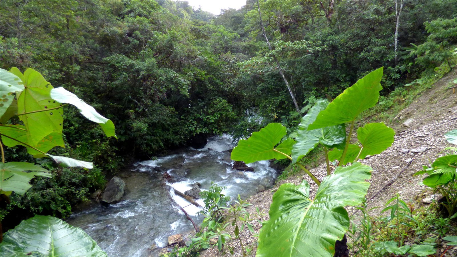 Río de aguas claras atravesando bosque de niebla en Colombia, ilustrando calidad del agua
