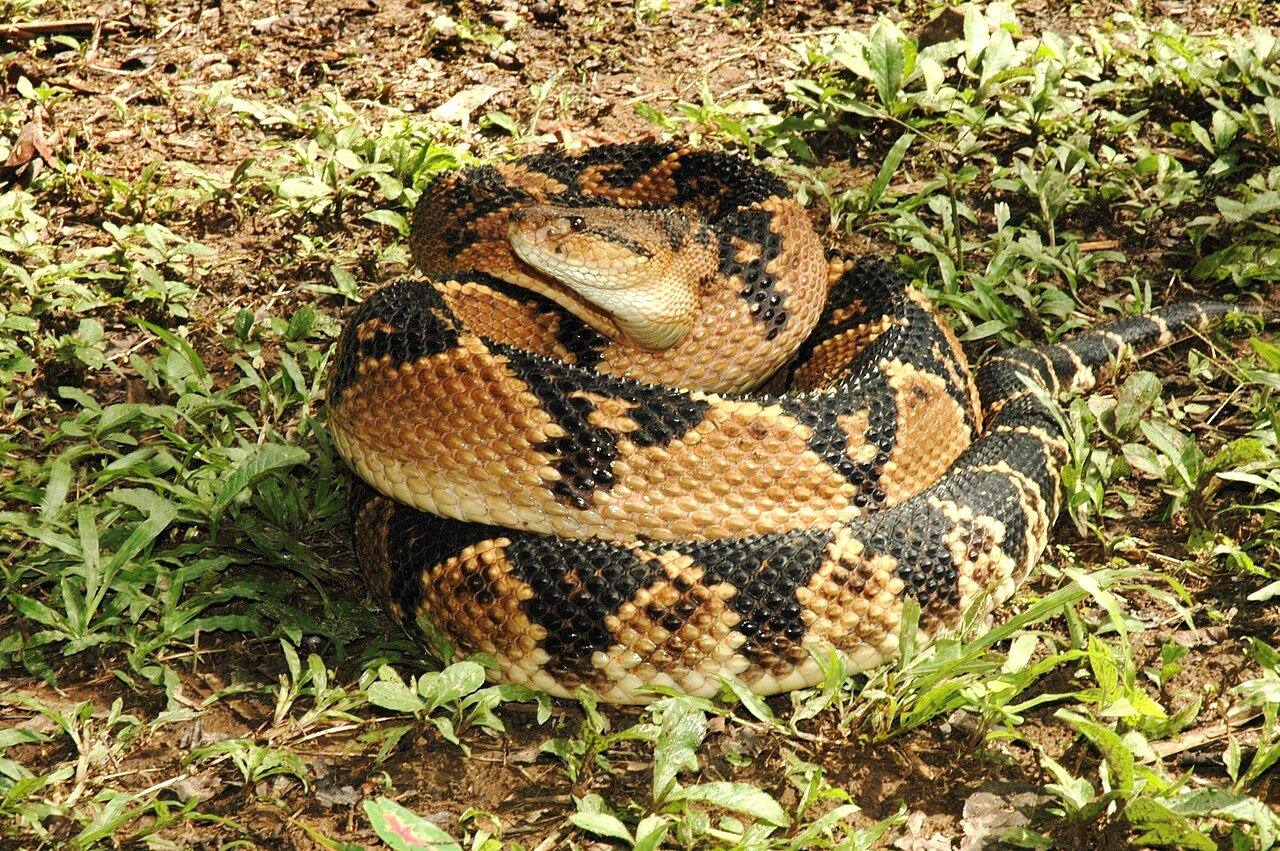 Serpiente verrugosa (Lachesis muta) enroscada sobre el suelo del bosque