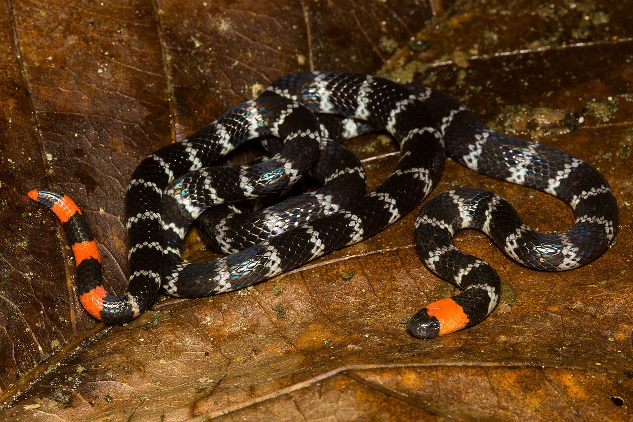Serpiente coral rabo de ají (Micrurus mipartitus) negra con anillos blancos y cabeza y cola rojas sobre hojarasca